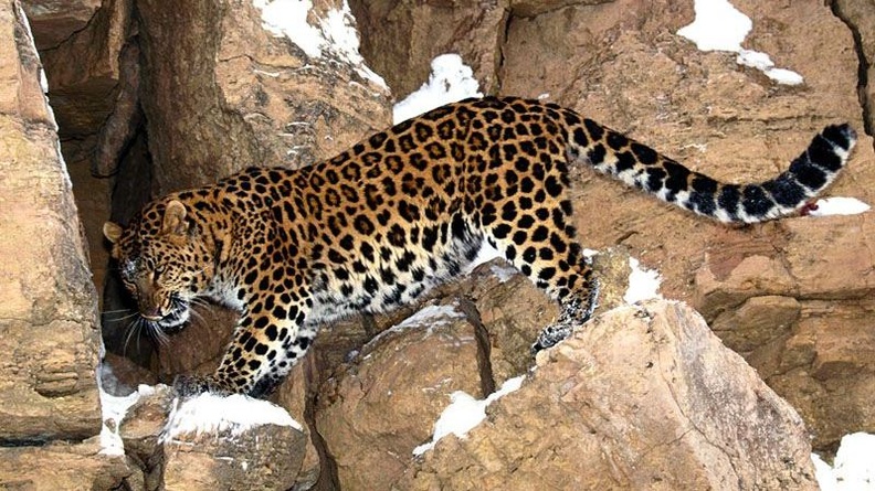 Stakeout, Amur Leopard